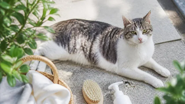 猫の便秘をマッサージで解消！安全なやり方と効果、注意点を解説