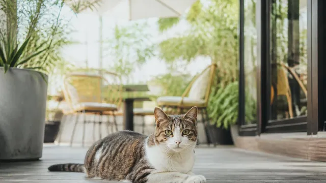 猫の甲状腺機能亢進症の症状とは？食欲旺盛なのに痩せるのはなぜ？