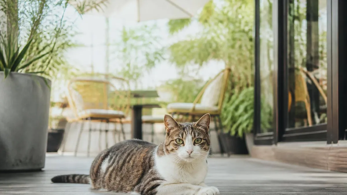 猫の甲状腺機能亢進症の症状とは？食欲旺盛なのに痩せるのはなぜ？