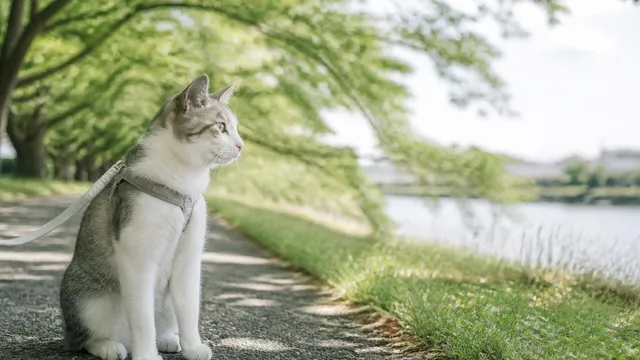 猫のシャンプーは必要?頻度の目安と失敗しないやり方を解説