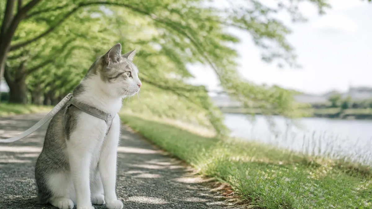 猫のシャンプーは必要？頻度の目安と失敗しないやり方を解説