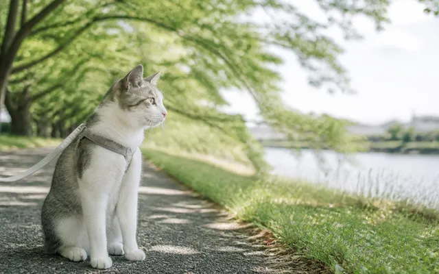 猫のシャンプーは必要？頻度の目安と失敗しないやり方を解説