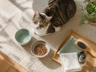 猫の口内炎、痛くてご飯が食べられない?症状と食事の工夫を解説