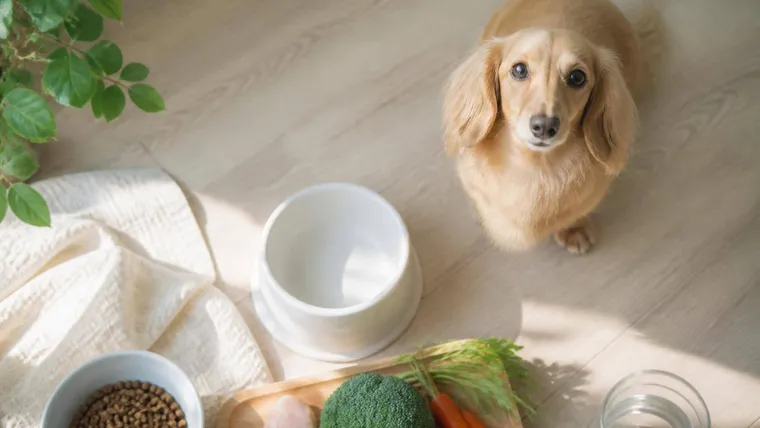 犬の貧血、そのサインとは?原因と食事でできるケア、改善をサポートする食べ物