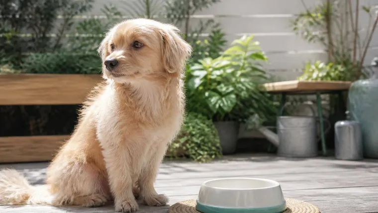 愛犬の便秘、食物繊維で解消できる?正しい与え方と注意点を解説