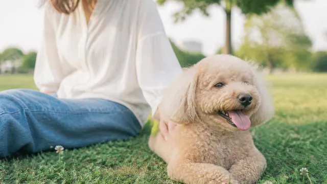 犬の咳が止まらない…これって病気？考えられる原因と受診の目安