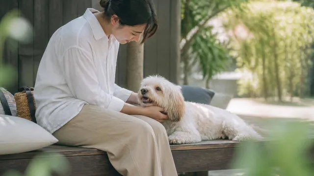 犬の留守番におすすめの知育玩具は？選び方と安全な遊び方のポイント