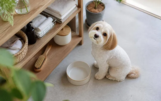 犬の体内酵素とは？食事やサプリで補える？消化の仕組みと健康のヒント