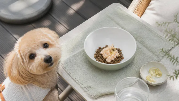 犬のオメガ3脂肪酸の効果とは?正しい与え方やサプリの選び方を解説
