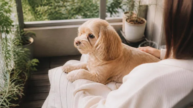 犬が雷を怖がるのはなぜ？原因と今日からできる効果的な対策