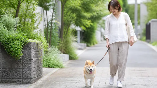 愛犬の嘔吐、その色でわかること：受診の目安と家庭での観察ポイント