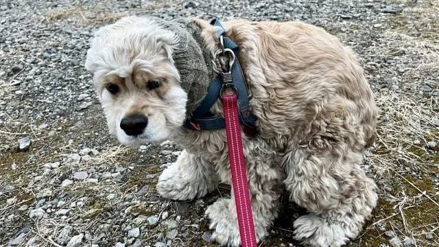 犬の下痢、これって大丈夫？原因と家庭でできる観察ポイント、受診の目安