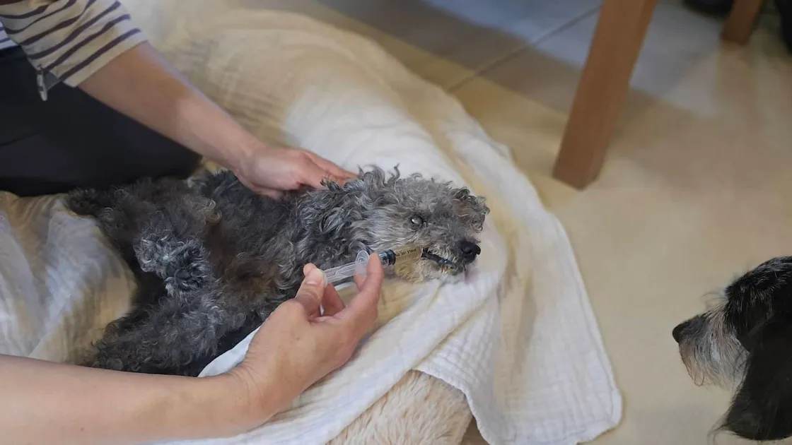 シニア犬のケアアイテムの選び方|足元・寝床・食事から整える毎日の暮らし