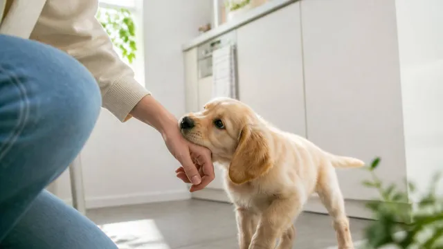 子犬の甘噛みはいつまで？原因と今日からできるしつけ方法を解説