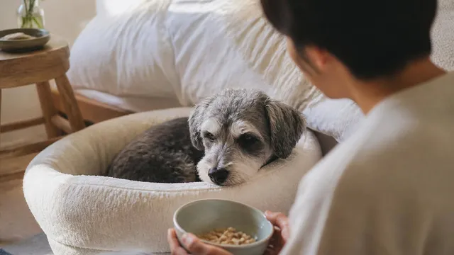 シニア犬が食事を食べない時に。考えられる原因と栄養ケア