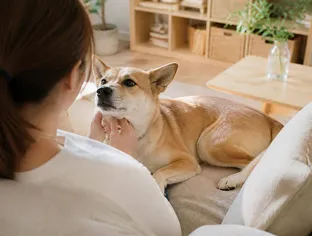保護犬を迎える心構えとしつけの基本｜新しい家族との暮らし方