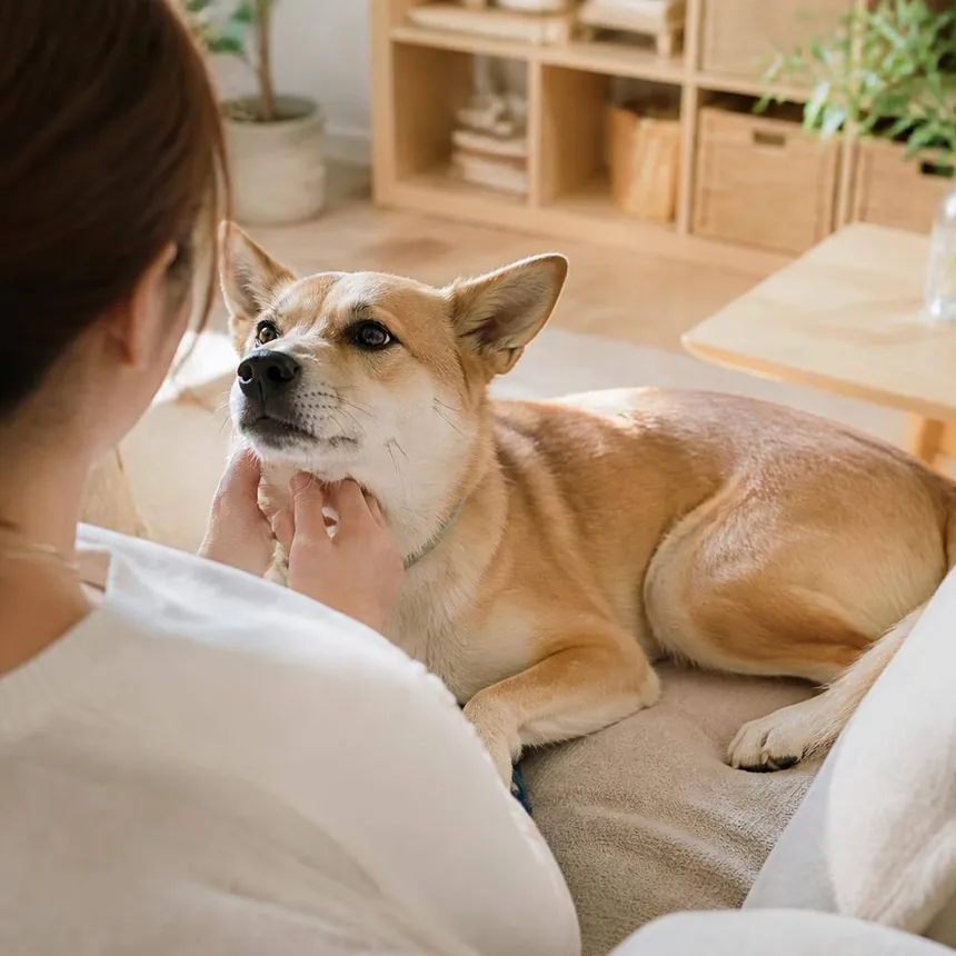 保護犬を迎える心構えとしつけの基本｜新しい家族との暮らし方