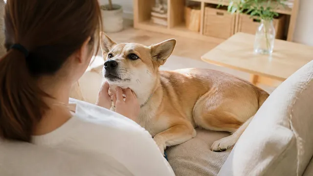 保護犬を迎える心構えとしつけの基本｜新しい家族との暮らし方