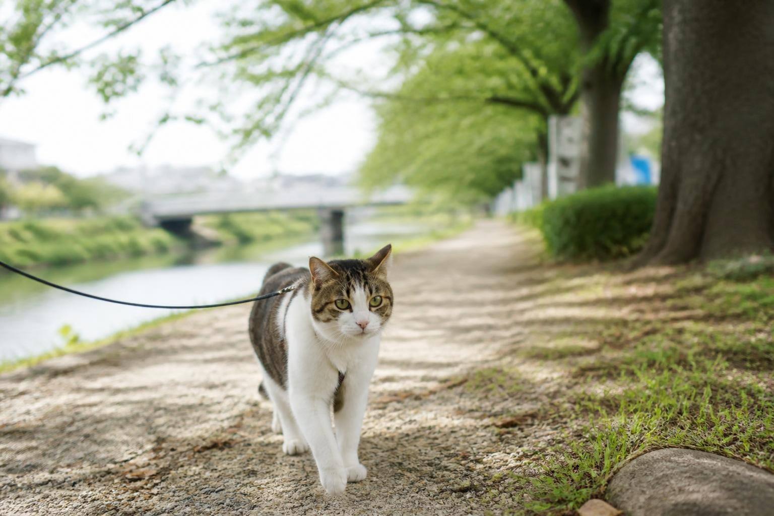 猫の下部尿路疾患を食事で予防！原因とフード選びのポイント