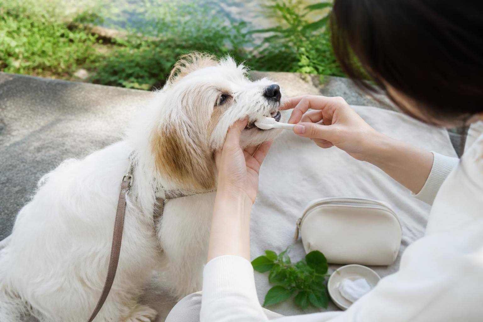 犬の口臭、原因は何？臭いの種類でわかるサインと今日からできる対策