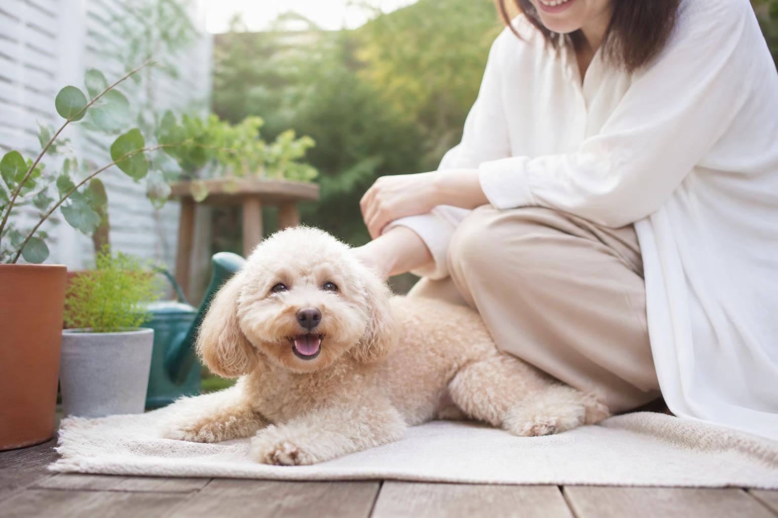 犬のノミ・ダニ予防薬、どう選ぶ？種類と特徴、正しい使い方を解説