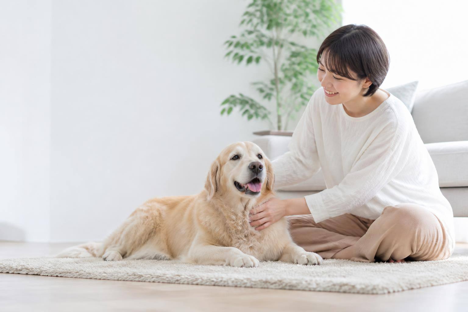 犬の熱中症対策：夏を乗り切るための予防と応急処置