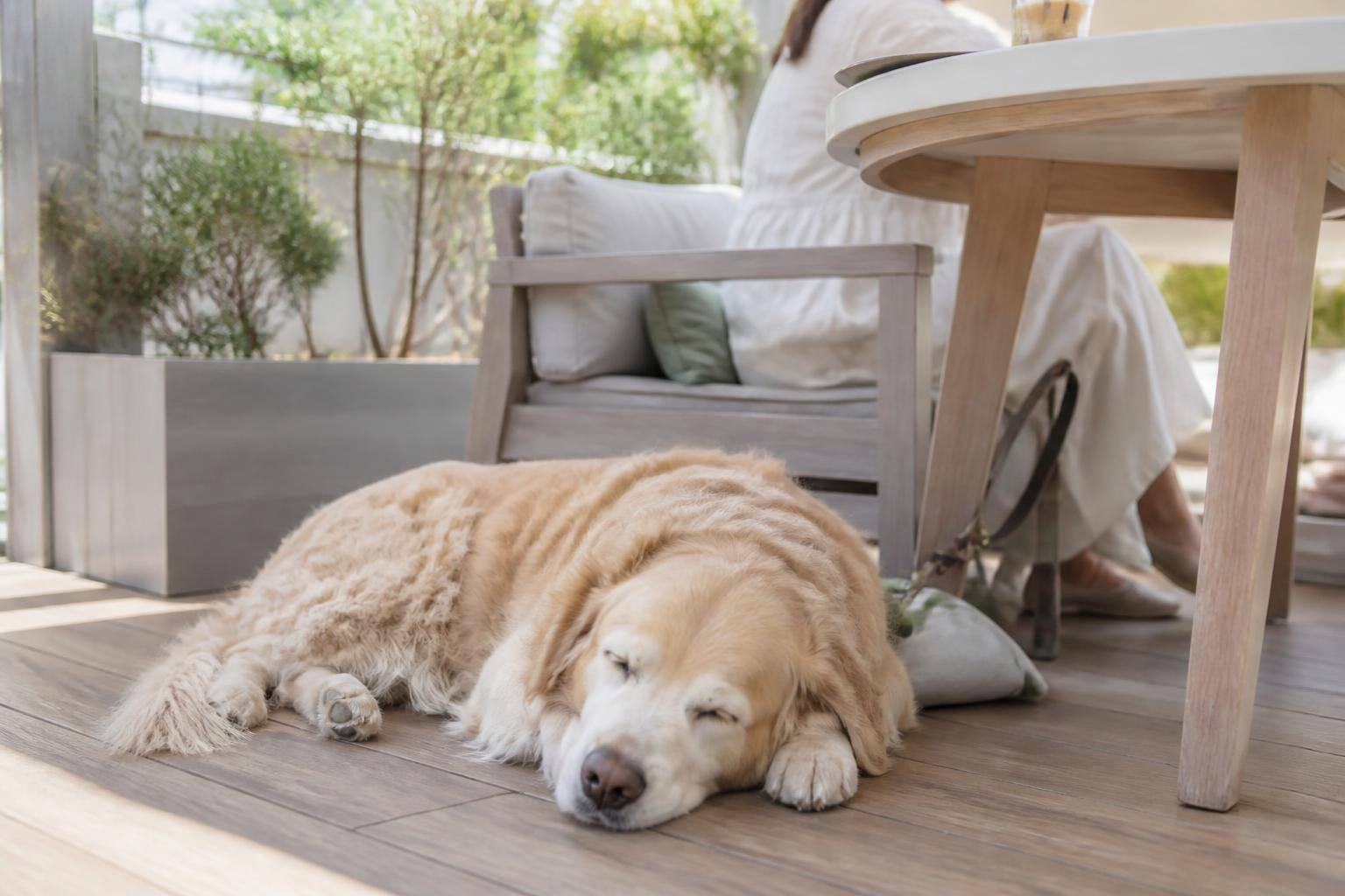 犬の睡眠時間が長いのは病気？年齢別の目安と注意したいサイン