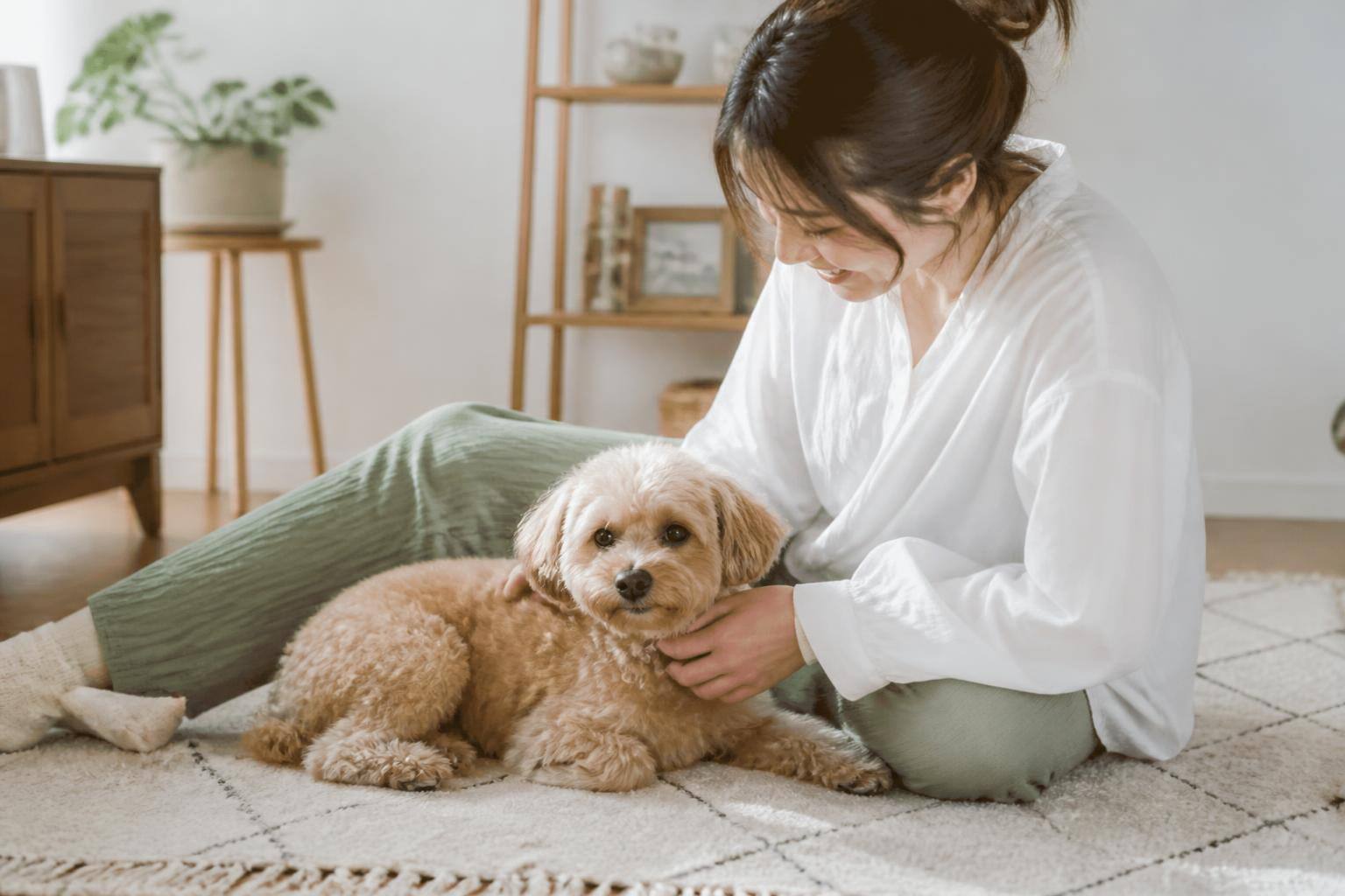 犬の震え、その原因は？ストレスや病気のサインと見分け方を解説