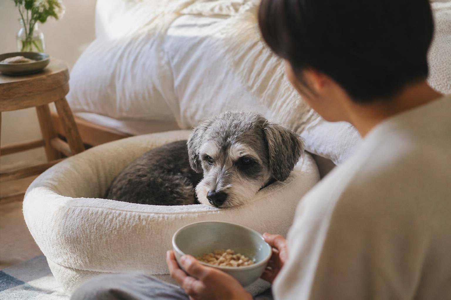 シニア犬が食事を食べない時に。考えられる原因と栄養ケア
