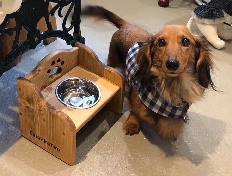 犬のドッグフード選び方ガイド：愛犬にぴったりの一食を見つけるには