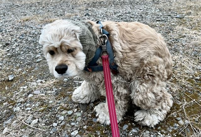 犬の下痢、これって大丈夫？原因と家庭でできる観察ポイント、受診の目安