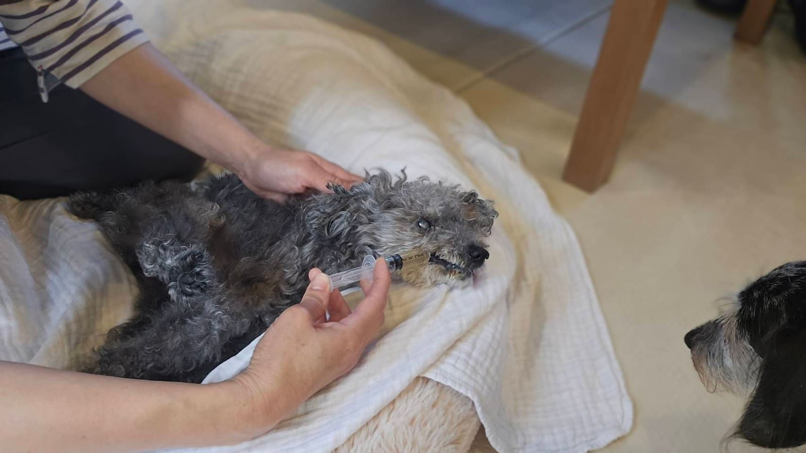 犬の腎臓病とは？早期発見と日々のケア、治療の基本を解説